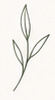 Lisc baner 3